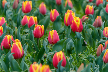 Red and yellow tulips in full bloom in spring field