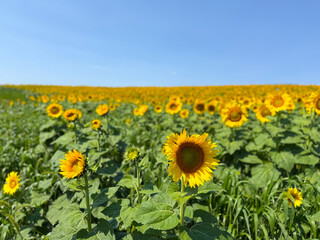 Obraz premium Sunflower Field Blue Sky