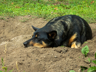 Sleepy Dog Resting in a Dirt Hole