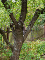 Playful Cat Climbing a Large Tree