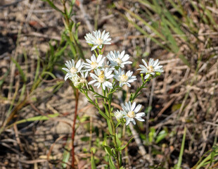 Solidago ptarmicoides (Upland White Goldenrod) Native North American Prairie Wildflower