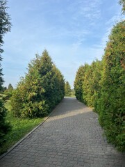 road in the forest