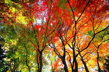 燃える木々