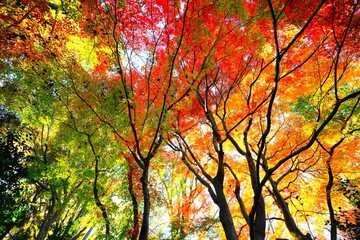 燃える木々