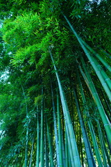 竹林