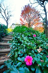 カンツバキと紅葉