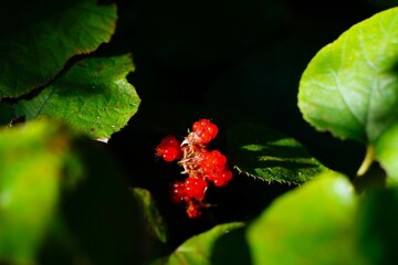 フユイチゴの実