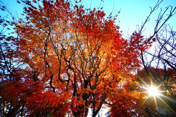 ヤマモミジの紅葉