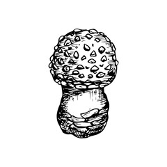 Mushroom sketch drawing. Fly agaric mushroom - hand-drawn outline illustration in engraving style, vector isolated on a white background