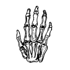 Human bone hand - sketch drawing. Skeleton wrist - hand-drawn illustration in engraving style. Vector line art clipart, isolated on a white background