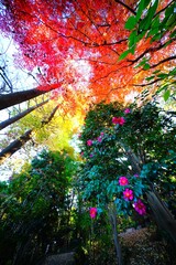 紅葉とサザンカ