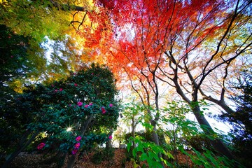 紅葉とサザンカ