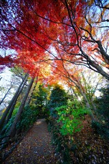 紅葉とサザンカ