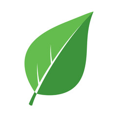 Simple Green Leaf Illustration with Veins and Pointed Tip