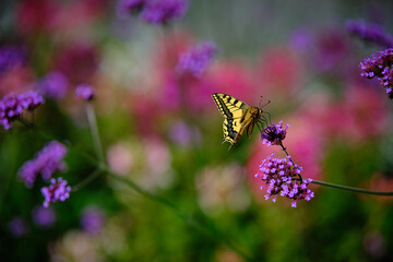 Schwalbenschwanz auf patagonisches Eisenkraut