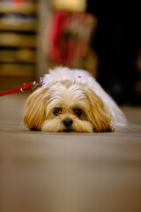 Shih Tzu ersch&ouml;pft