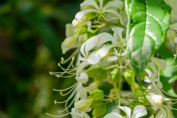 White clerodendrum wallichii flowers blooming in summer sunlight