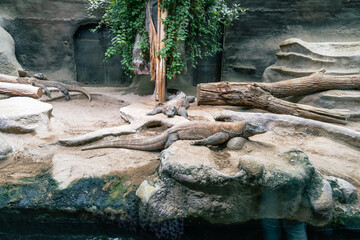 Fototapeta premium Lizards resting in a staged habitat, simulating a tropical environment. Three lizards lounge near a water feature and rock formations.