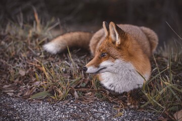 Red Fox - Wildlife Photography, Abruzzo, Italy