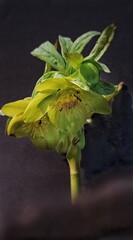 green hellebore