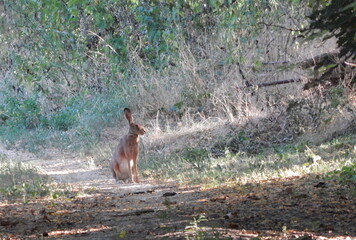 rabbit on the road