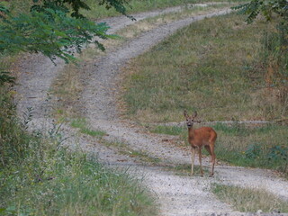 deer in the forest road