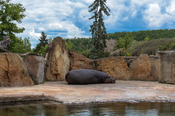 A hippopotamus is resting by the water in its enclosure at a zoo. It's a serene sight, blending nature and captivity.