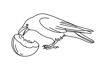 Crow eating coconut piece bird food