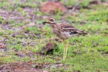 Indian stone-curlew or Indian thick-knee (Burhinus indicus) at Bhigwan, Maharashtra, India.
