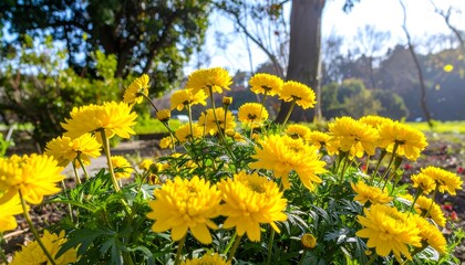 Yellow flowers in a park on a sunny day