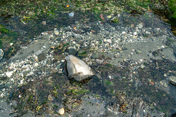 Park Summer Stream Detail 2