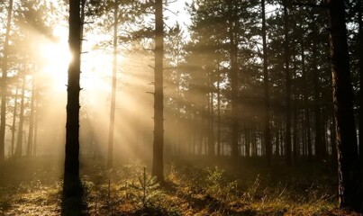 Morning mist rising through a dense pine forest with sunbeams piercing the fog - Powered by Adobe