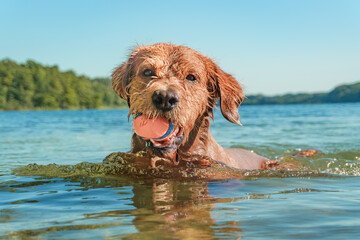 Close-up of a dog swimming with a ball in clear water