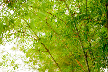 Lush Green Bamboo Forest, Lush green bamboo forest with tall stalks creates a serene nature scene