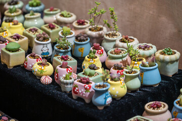 Charming Collection of Colorful Succulent Planters to Brighten Any Space