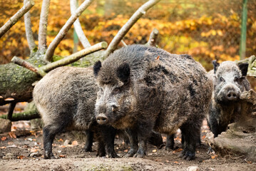 wild boar in the woods