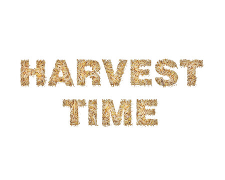 Harvest time text effect with wheat grain natural texture