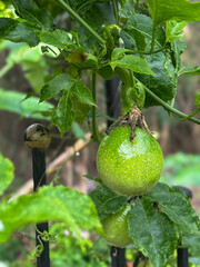 Passion fruits closeup.Passion fruit vine growing on Fence with green fruits and flowers