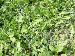 Fototapeta premium green meadow background