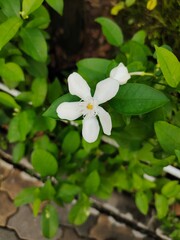 White jasmines are the flower of purity.