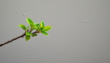 create a  friendly image featuring a single, prominent branch from a tree or plant on the left side of the frame with sufficient empty space on the right to acmodate text overlay