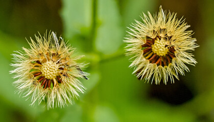 Two dandelion flowers in detail