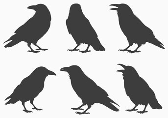Fototapeta premium Six silhouette crows in various poses isolated on white background