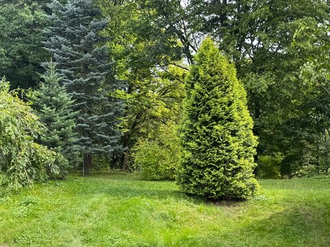 Thuja hedge, tall thujas in the garden