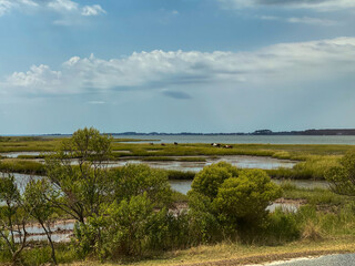 Assateague Island National Seashore, protected natural barrier island ecosystem of Maryland and Virginia. Bands of feral horses, called Chincoteague ponies or Assateague horses, freely roam.