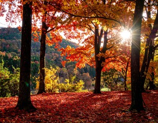 Obraz premium Autumn forest bathed in sunlight