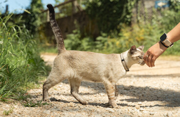 affectionate stray cat