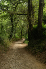 Wooded landscape on the Camino de Santiago, Pontevedra, Galicia, Spain