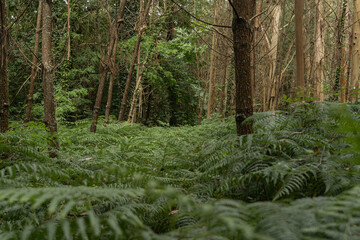Wooded landscape on the Camino de Santiago, Pontevedra, Galicia, Spain