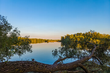 A large, curved tree trunk with bark texture is in the foreground, while a calm river and distant shore are in the background.